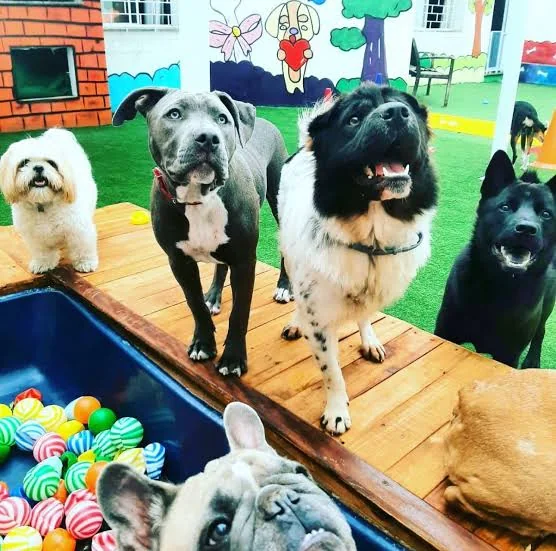 Cães de portes e raças diferentes convivendo juntos no deck da creche do Pelo Mundo Pet Resort, em Curitiba