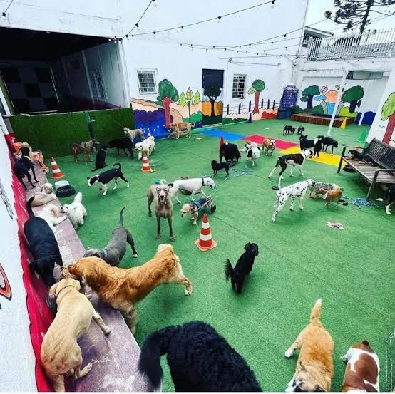 Pátio de grama sintética do Pelo Mundo Pet Resort com dezenas de cães soltos brincando, no Ahú, em Curitiba